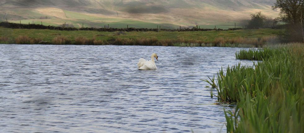 Nearby Black Moss Tarn