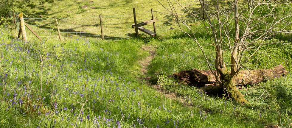Bluebell wood