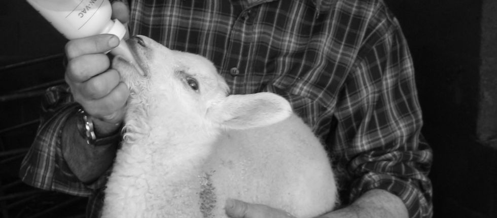 Ed feeding a pet lamb