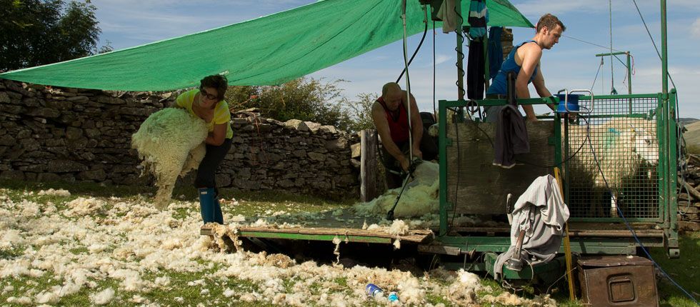 Collecting the fleeces
