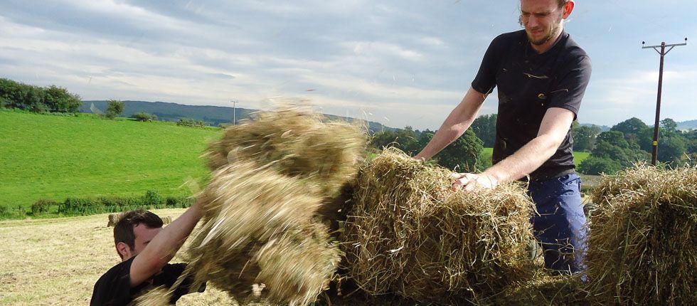 James and Daniel bringing in the hay